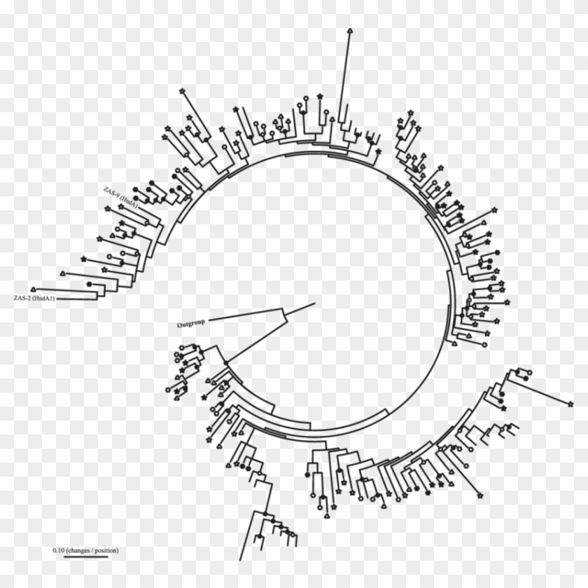 Phylogram For Family 3 [fefe] Hydrogenases Cloned From - Circle Clipart