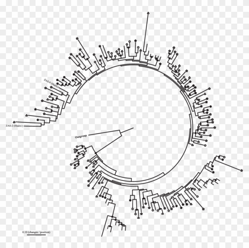 Phylogram For Family 3 [fefe] Hydrogenases Cloned From - Circle Clipart #1376343