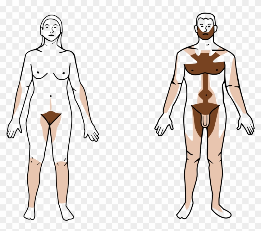 Body Wikipedia - Men Shaved Vs Unshaved Clipart