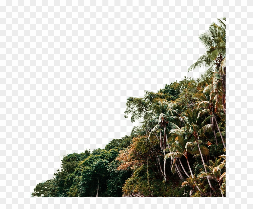 X Close - - Attalea Speciosa Clipart