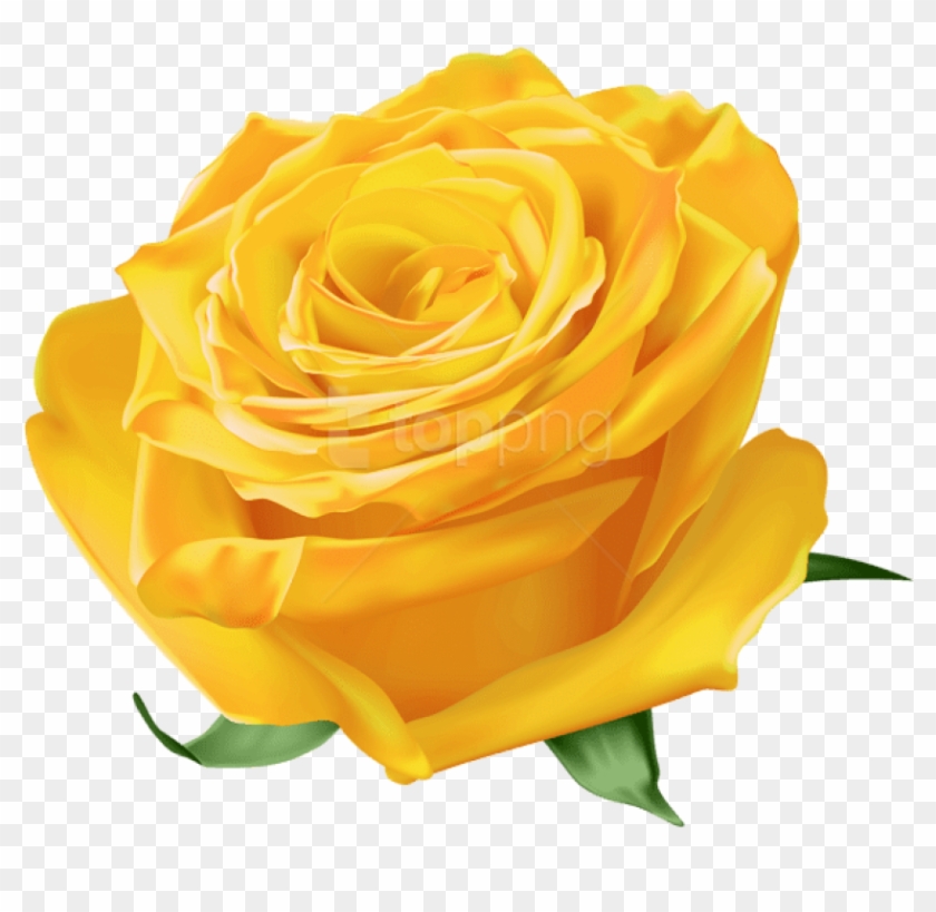 Free Png Download Yellow Rose Png Images Background - Transparent Rose Clipart #1378242
