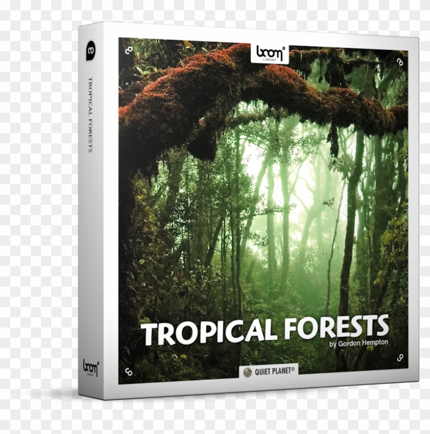 Tropical Forests Nature Ambience Sound Effects Library - High Resolution Jungle Background Clipart #1378482