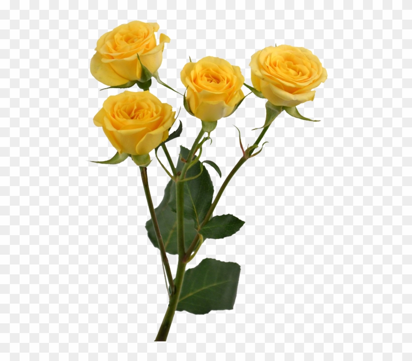 Yellow Rose Flower Free Png Transparent Images Free - Yellow Aesthetic Flowers Png Clipart
