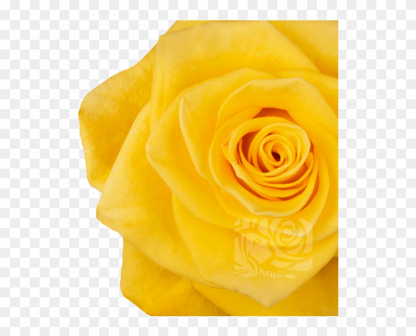 Yellow Roses - Garden Roses Clipart #1379302