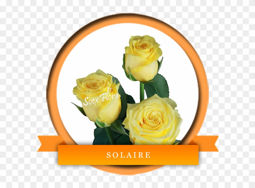 Yellows - Solaire Roses Clipart #1379539