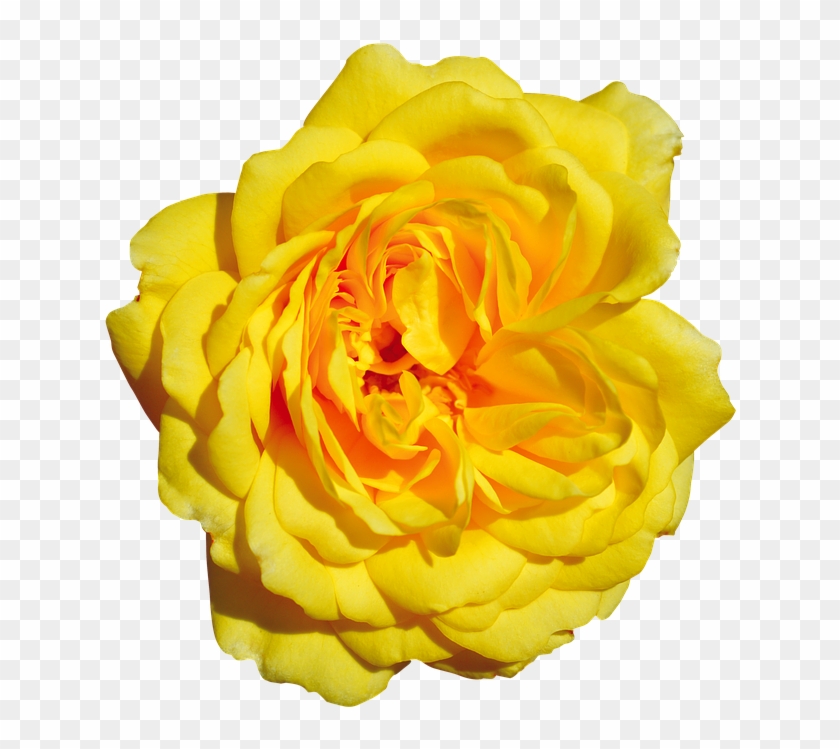 Rose, Yellow, Free, Blossom, Bloom - Garden Roses Clipart #1379654