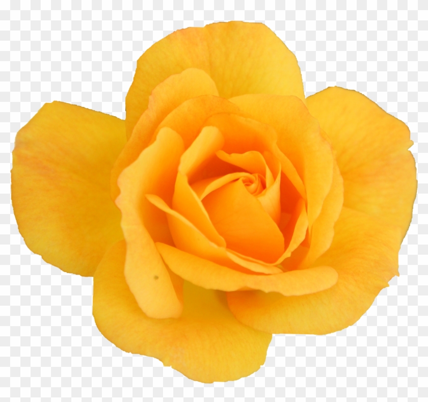 Free Download - Garden Roses Clipart #1379693