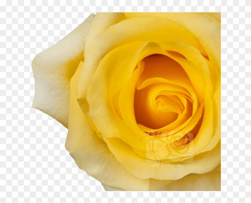 Yellow Roses - Floribunda Clipart #1380090