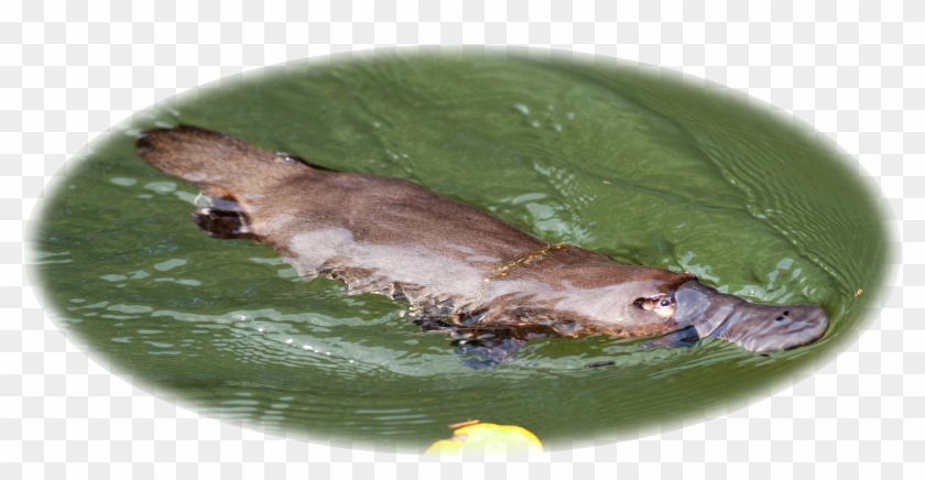 The Australian Platypus Park Is Home To A Large And Clipart #1382432