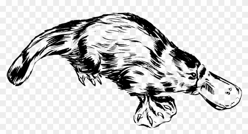 Platypus Png Clipart #1382746