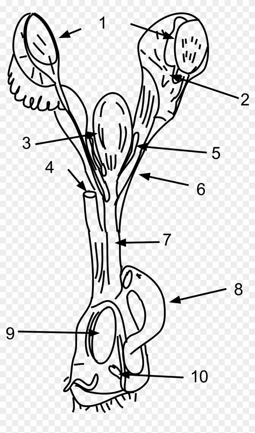 Open - Platypus Female Reproductive System Clipart