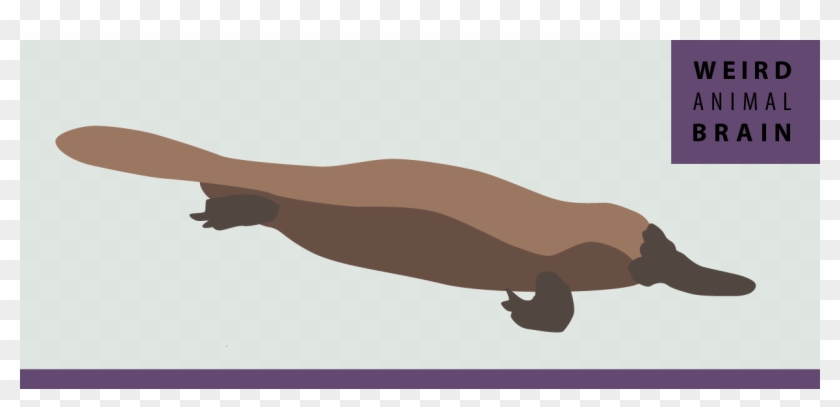 Weird Animal Brain - Platypus Brain Clipart #1383380