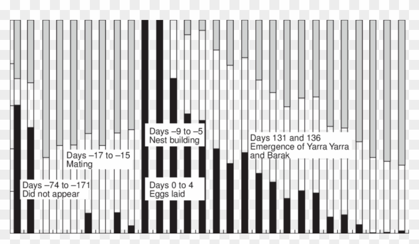 Amount Of Time The Female Platypus Koorina Spent In - Illustration Clipart