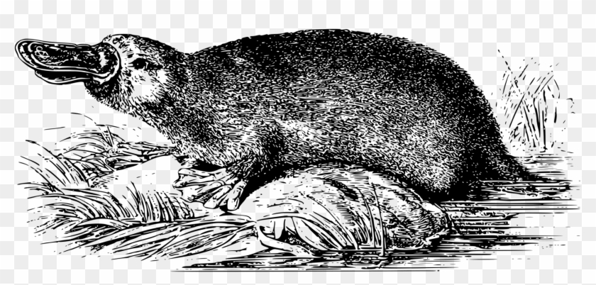 Beaver Platypus Monotreme Whiskers Raccoon - Platypus Svg Clipart #1383839