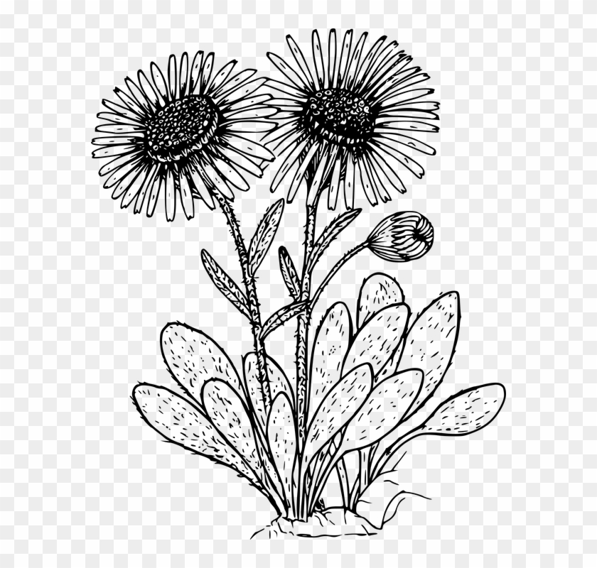 Daisies Clipart Black And White - Png Download #1385345