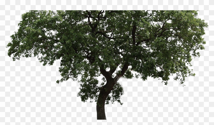 Arvore Png Fundo Transparente , Png Download Clipart #1385553