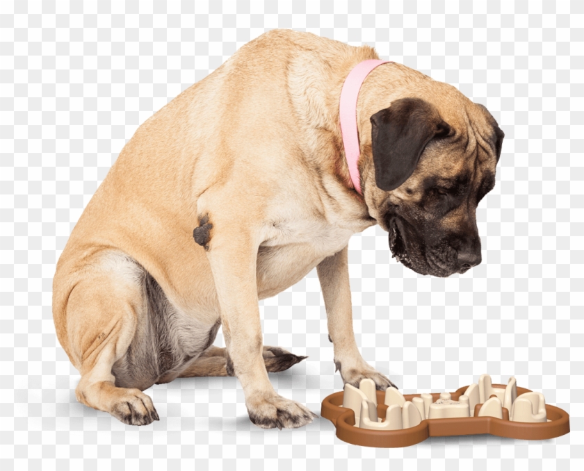 Slow Feeding Dog Bowl To Slow Eating Clipart