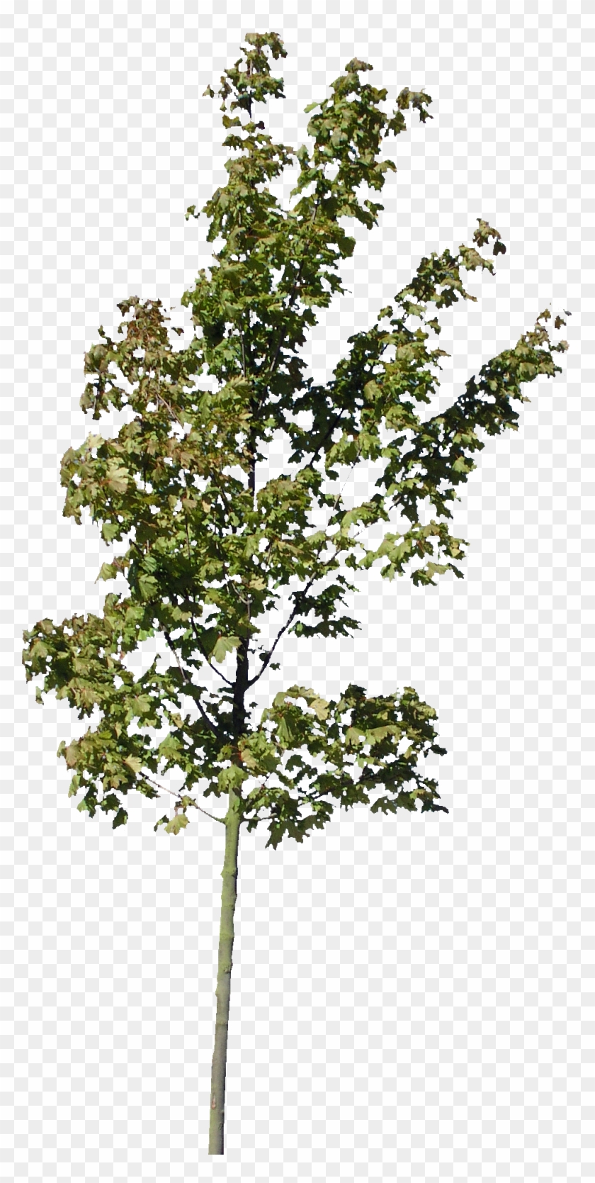 Descargar Árboles Png Gratis - Maison Thomas Et Piron Clipart #1385701