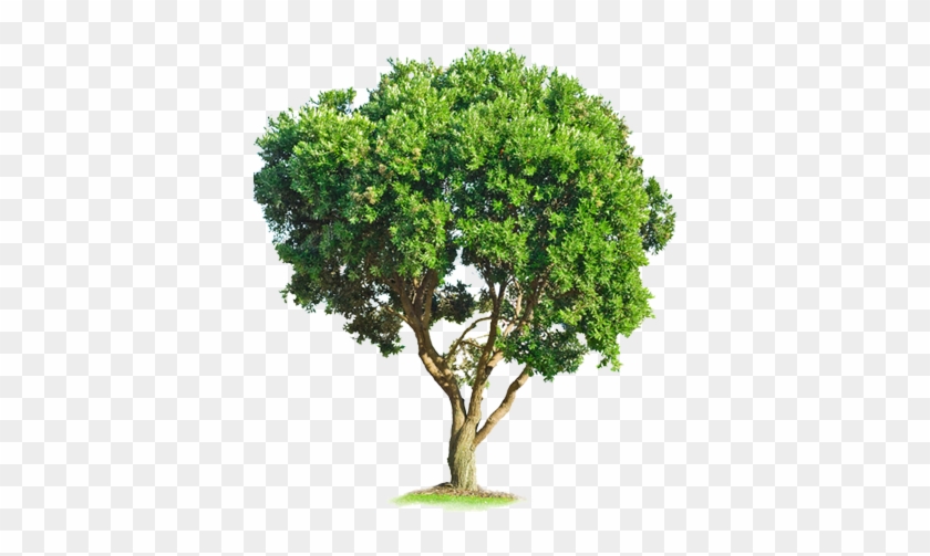 Fresno Arbol Png - Tree Psd Clipart