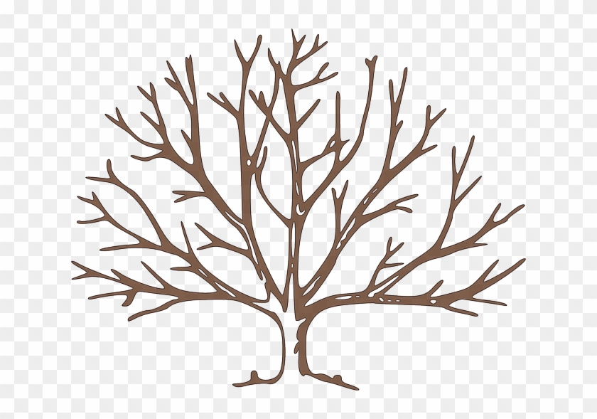 Partes Del Árbol Frutal - Bare Tree Clipart - Png Download #1385902