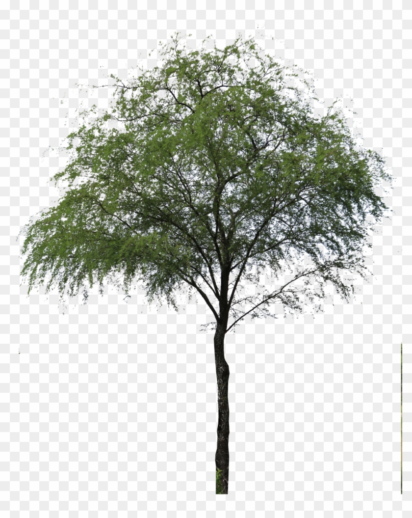 Huizache Arbol Png , Png Download Clipart