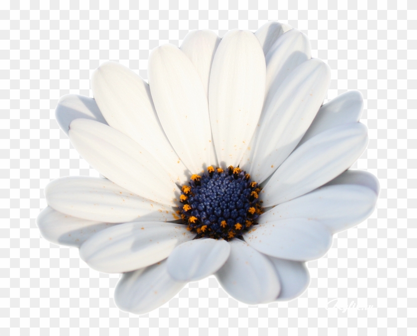 Camomile Png Hd Photo - African Daisy Clipart #1386120