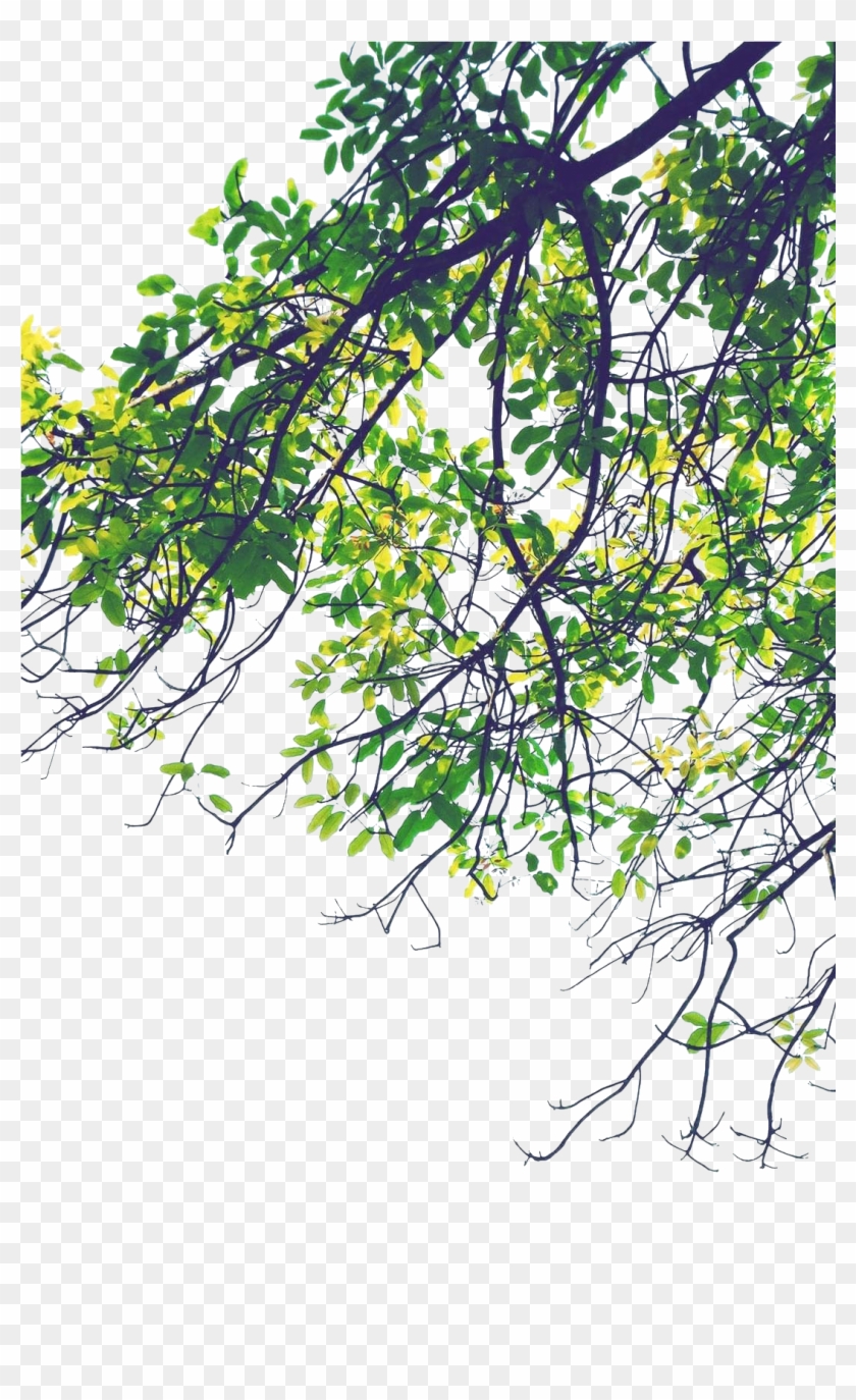 Arbol - Twig Clipart