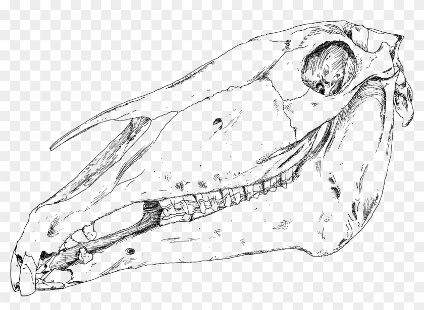 This Free Icons Png Design Of Horse Skull Artistic Clipart