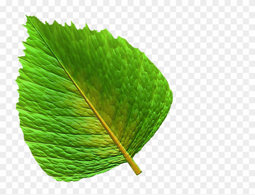 Grønne Blade Png - Leaf Clipart