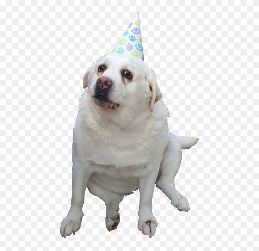 Doggo Png - Doggo Cut Out Clipart