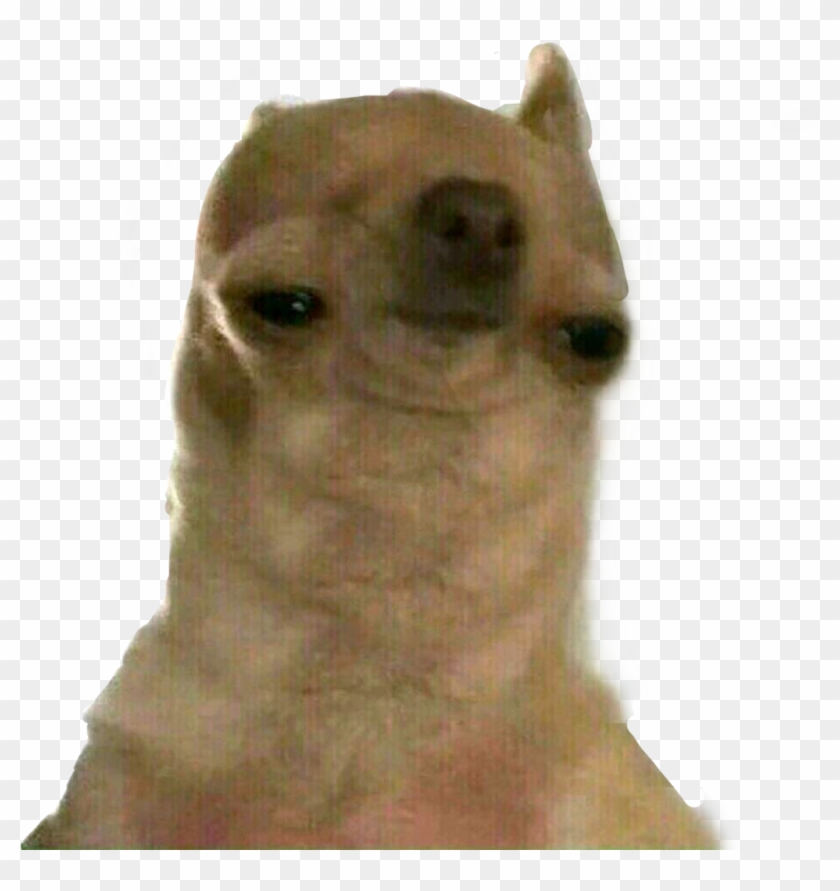 Doggo Sticker - Doggo Meme Clipart