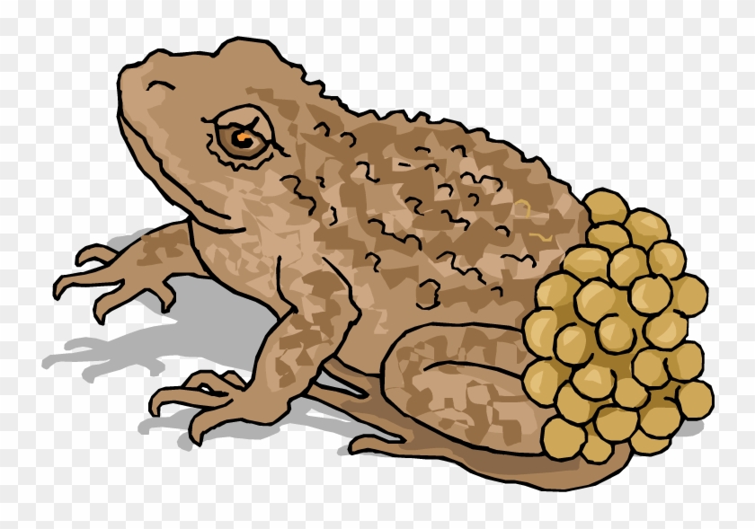 Free Frog Clipart - Frog Lay Egg Illustration - Png Download