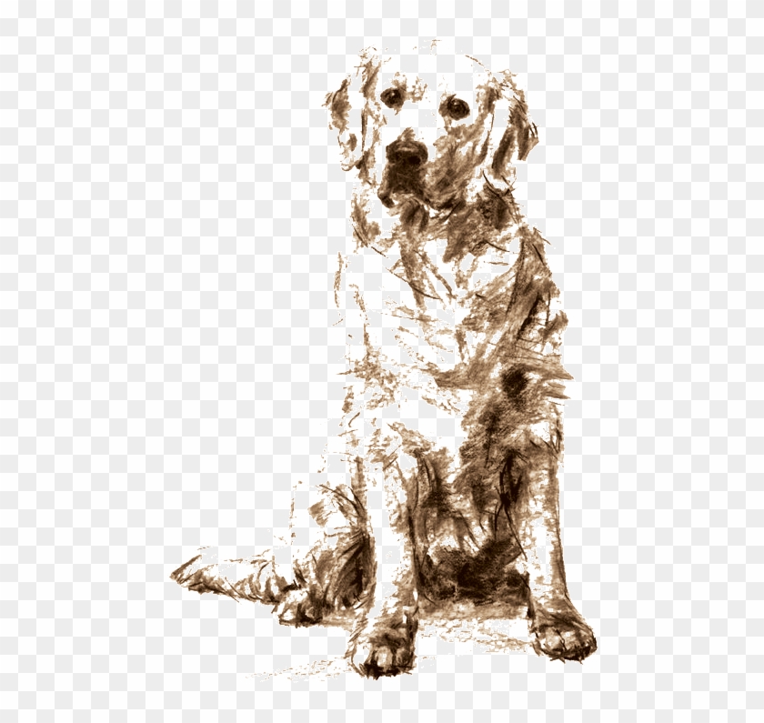 Golden Retriever Sitting Drawing , Png Download - Golden Retriever Charcoal Drawing Clipart