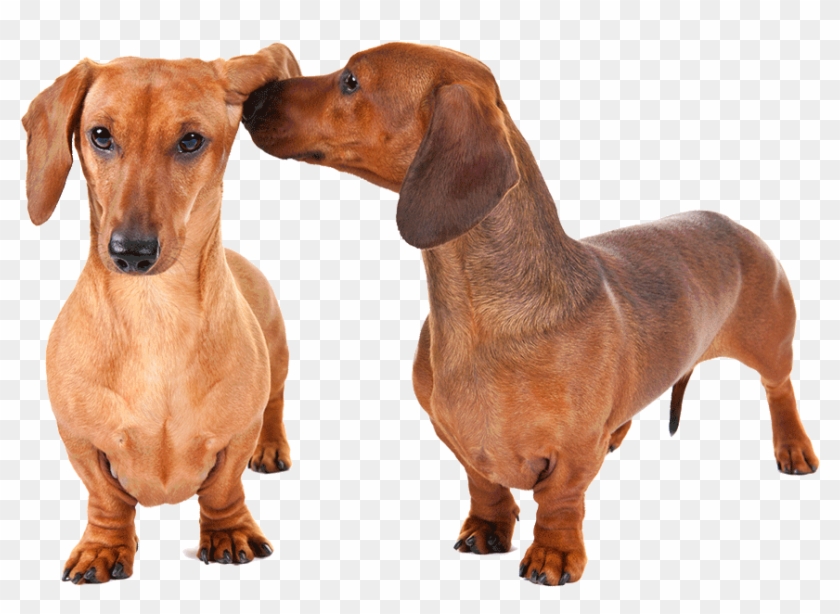 Clip Black And White Download Critical Things Lovers - Caneca Love Dogs Dachshund - Png Download #1389470