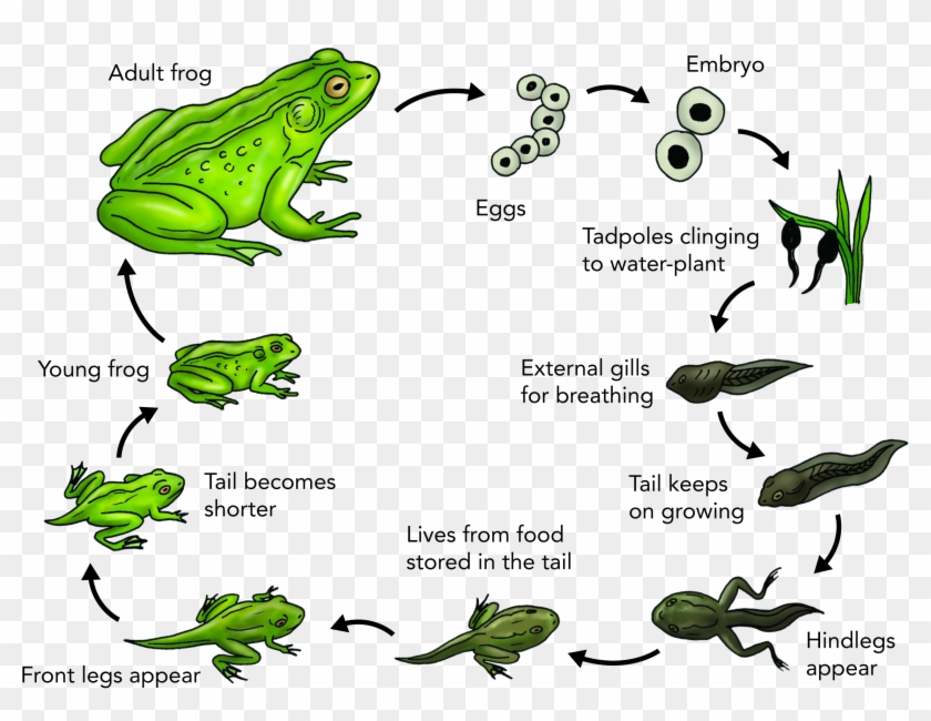 Download Clipart - Australian Green Tree Frog Life Cycle - Png Download #1389743