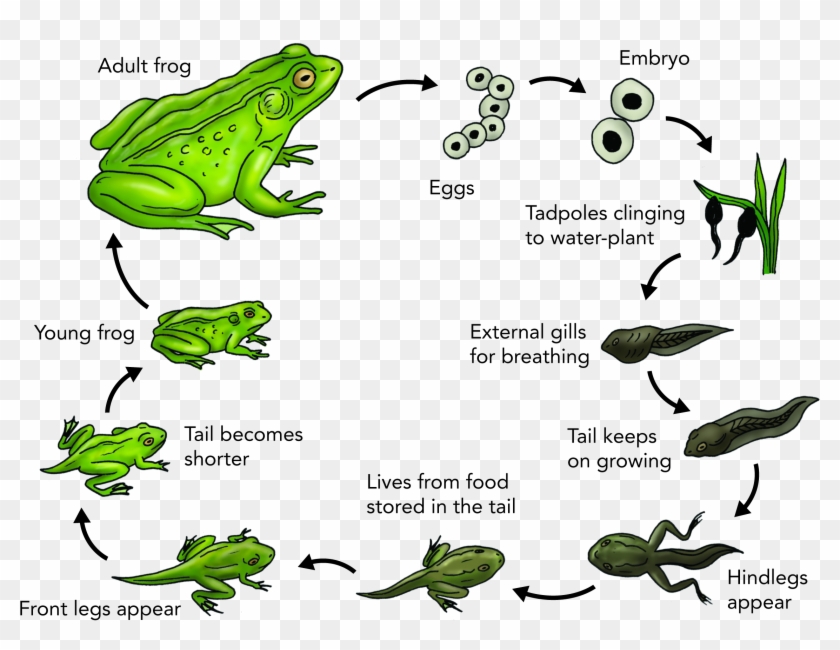 Download Clipart - Australian Green Tree Frog Life Cycle - Png Download