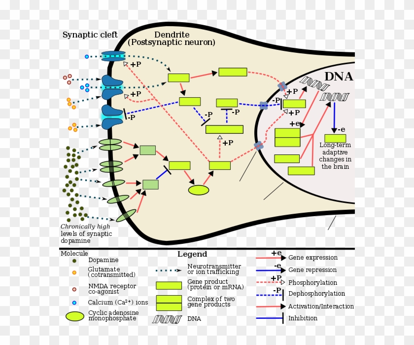 The Signaling Cascade Involved In Psychostimulant Addiction - Dopamine Molecular Pathways Clipart