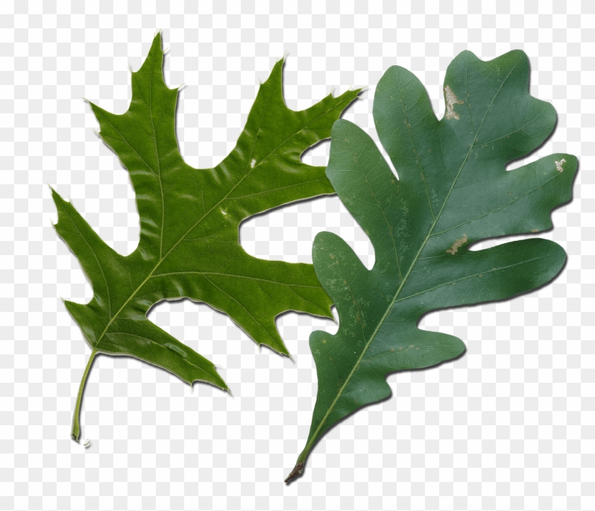 Red Oak Vs White Oak Leaves How To Tell Them Apart - American Holly Clipart #1395441
