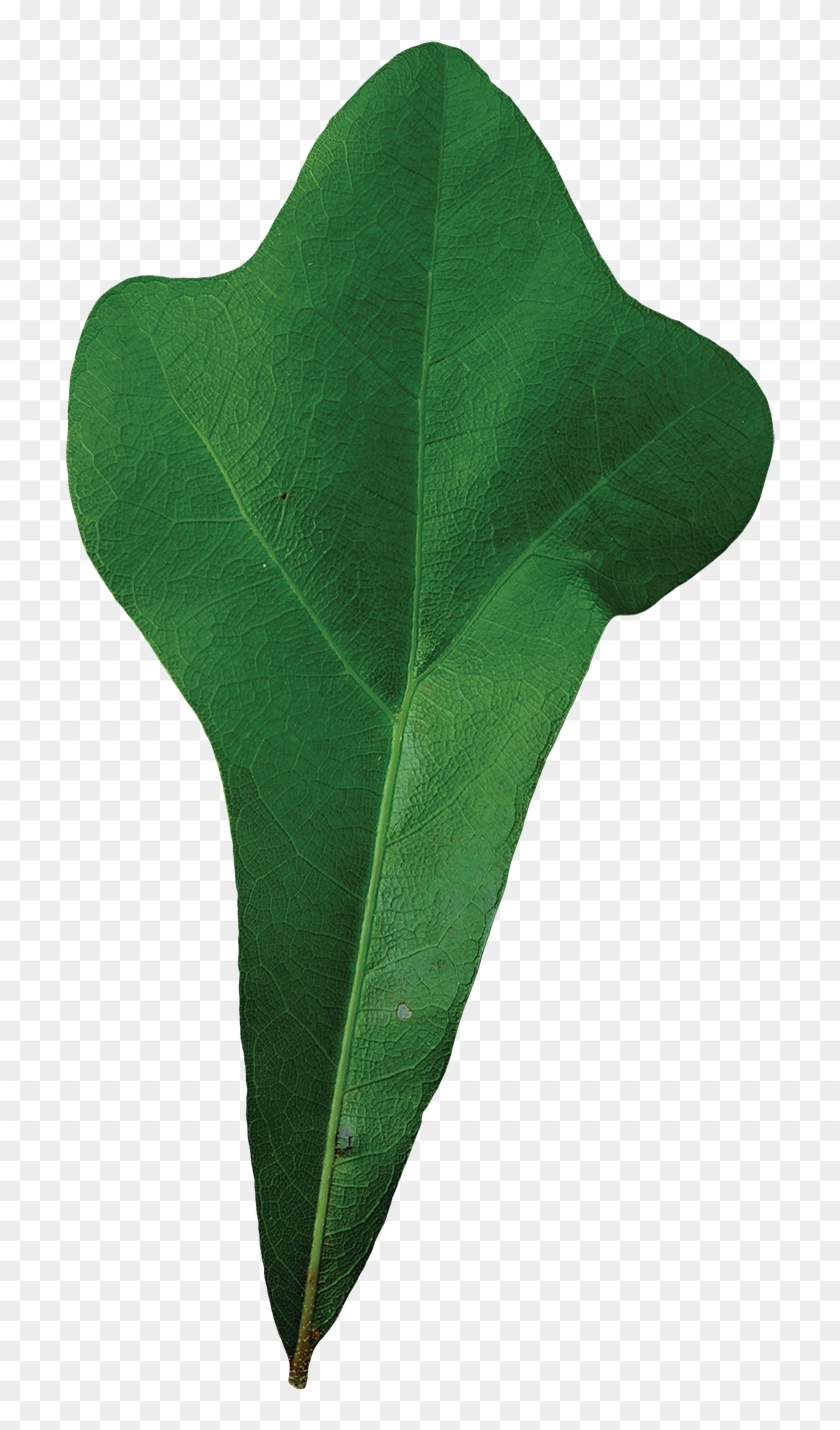 Simple - Water Oak Leaf Clipart