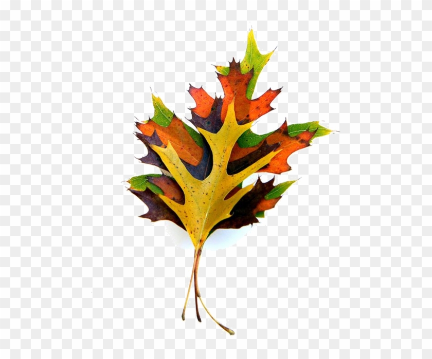 Cd Art, Oak Leaves, Short Stack, Flora, Decorative - Maple Leaf Clipart #1395773