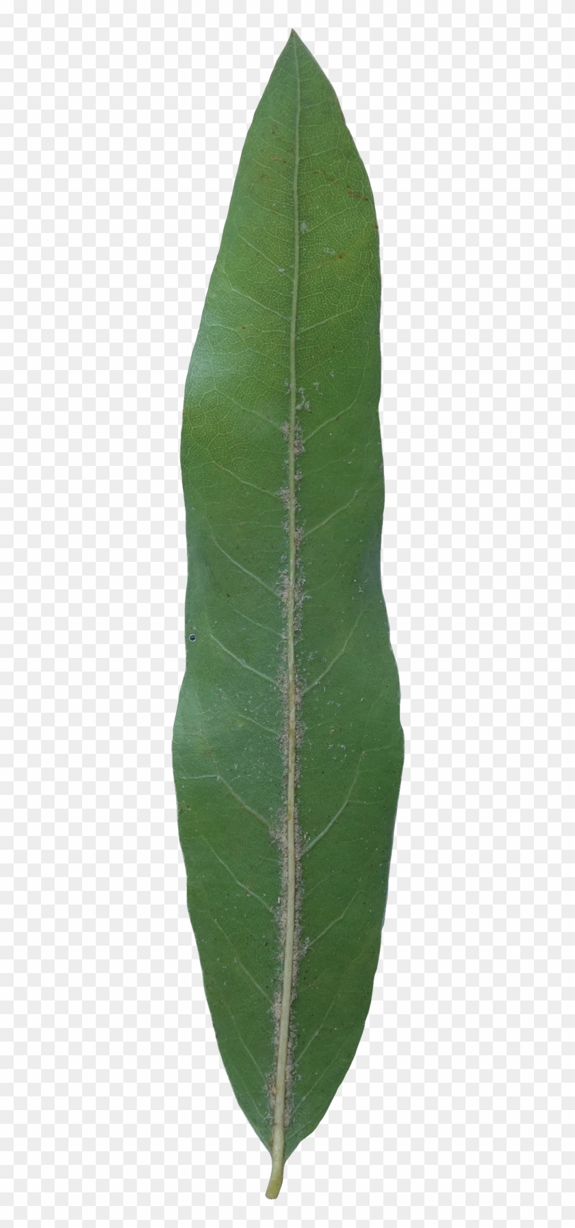 Willow Leaf Png Clipart #1395841