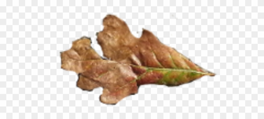 Fallen Oak Leaves - Gambel Oak Clipart