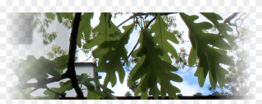Oak Leaves Blog - Plane-tree Family Clipart #1395986
