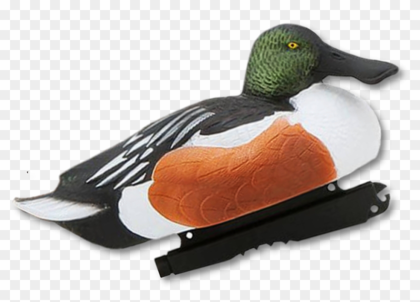 Image Of The Ghg Over Size Shovelers - Mallard Clipart #1398057