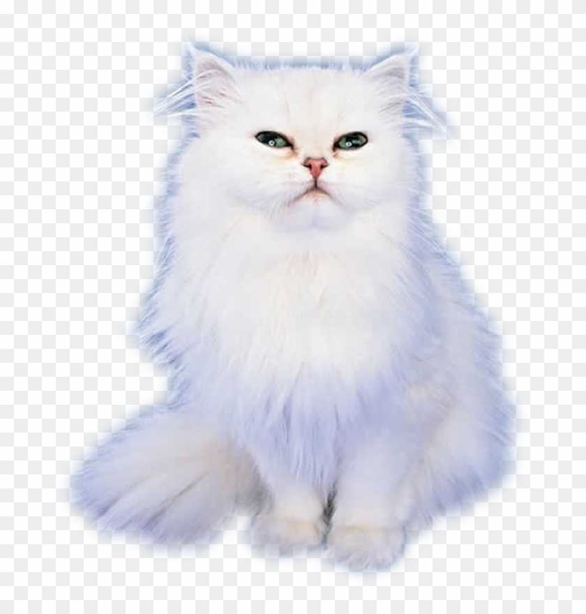 Cat,emoji,real,db 图层10 - Cat Clipart #1398172
