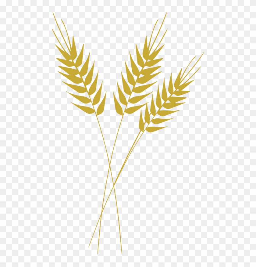 Galhos De Trigo Png - Wheat Clipart Transparent Background