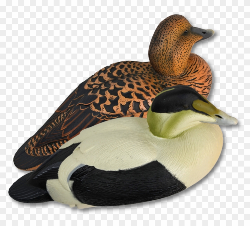 Image Of Ghg Pro-grade Eiders - Mallard Clipart #1398529