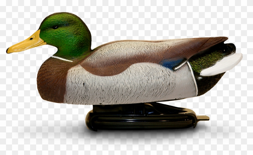 Mallard Drake - Springback Decoys Clipart