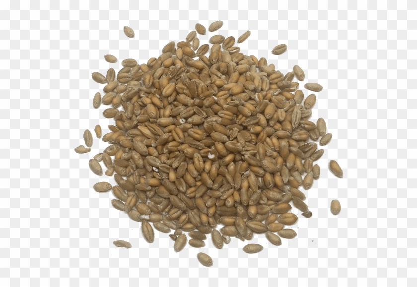 Trigo En Grano - Java Coffee Clipart #1399194