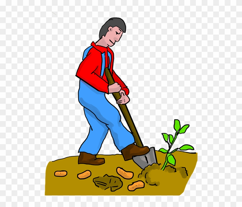 Sweet Potato Digging Dig Potato Potatoes Farmer - Dig Png Clipart